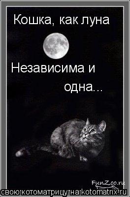 Котоматрица: Кошка, как луна Независима и одна...