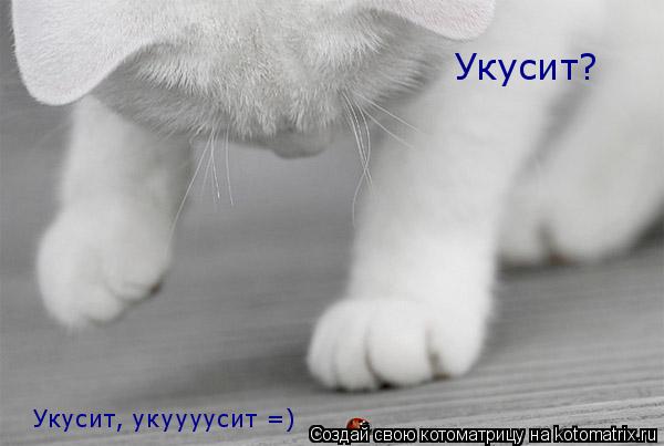 Котоматрица: Укусит? Укусит, укуууусит =)