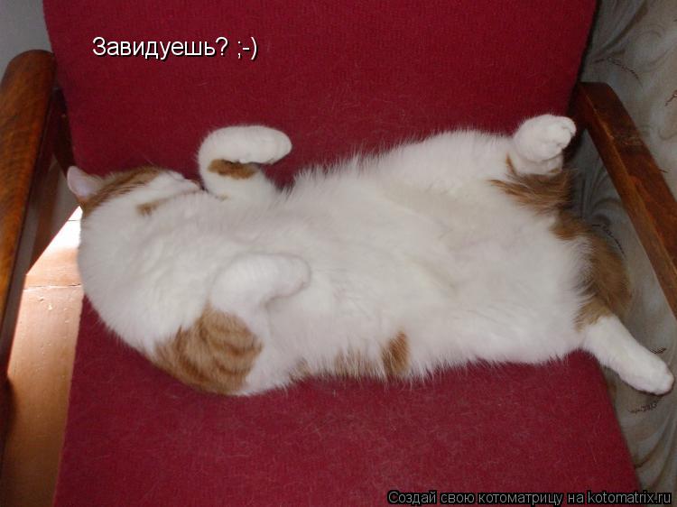 Завидуешь? ;-)... Котоматрица: Завидуешь? ;-)