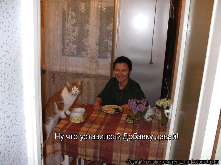 Ну что уставился? Добавку давай!... Котоматрица: Ну что уставился? Добавку давай!
