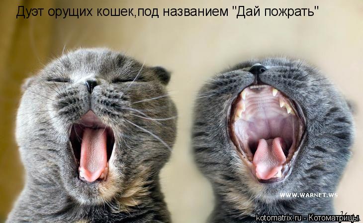 Дуэт орущих кошек,под названием "Дай пожрать"... Котоматрица: Дуэт орущих кошек,под названием "Дай пожрать"
