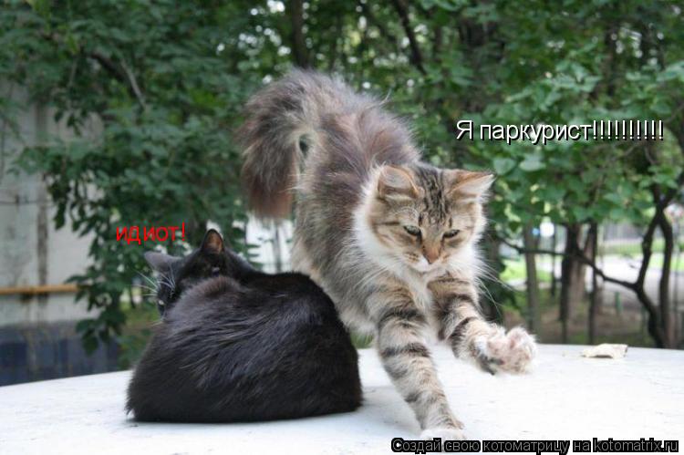 Я паркурист!!!!!!!!!! идиот!... Котоматрица: Я паркурист!!!!!!!!!! идиот!