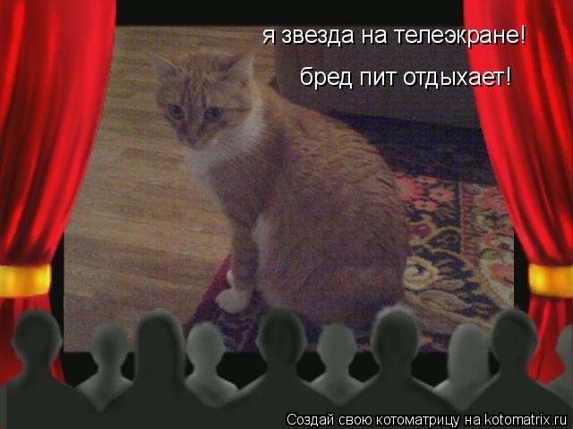 Котоматрица: я звезда на телеэкране! бред пит отдыхает!