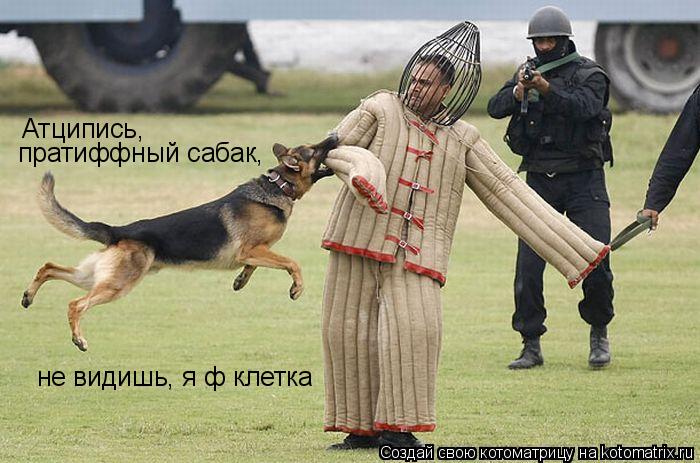 Котоматрица: Атципись,  пратиффный сабак, не видишь, я ф клетка