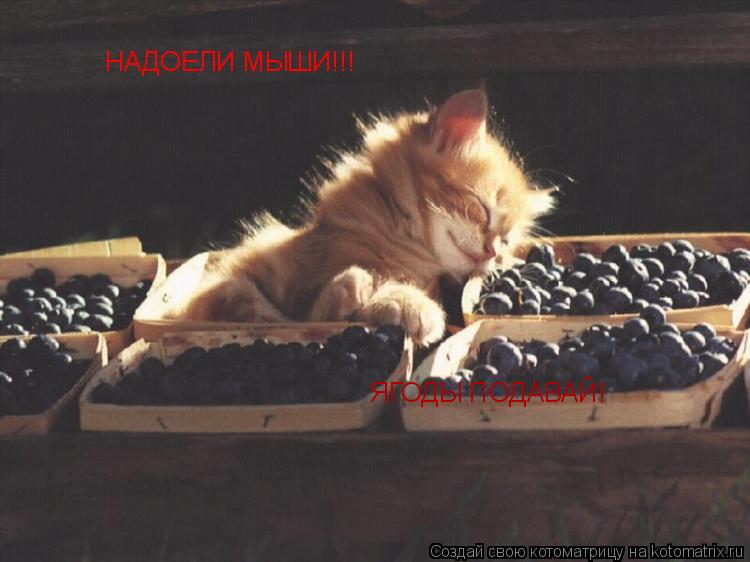 Котоматрица: НАДОЕЛИ МЫШИ!!! ЯГОДЫ ПОДАВАЙ!