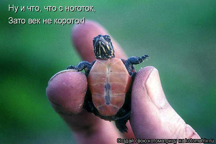 Котоматрица: Ну и что, что с ноготок, Зато век не короток!