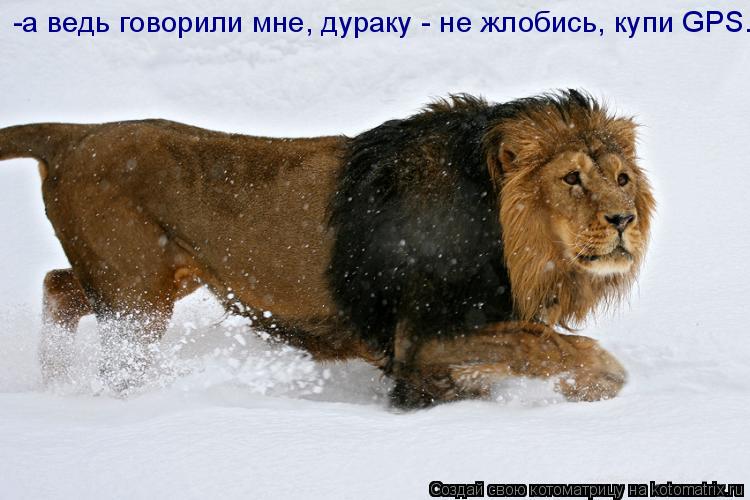 Котоматрица: -а ведь говорили мне, дураку - не жлобись, купи GPS.