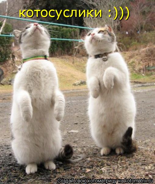котосуслики :)))... Котоматрица: котосуслики :)))
