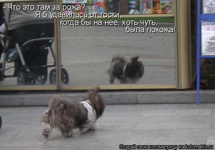 - Что это там за рожа? Я б удавилась от тоски, когда бы на нее, хоть чуть, была похожа!... Котоматрица: - Что это там за рожа? Я б удавилась от тоски, когда бы на нее, хоть чуть, была похожа!