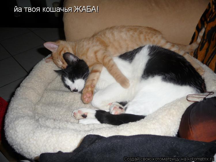 Котоматрица: йа твоя кошачья ЖАБА!