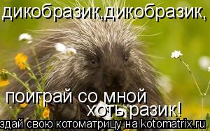 Котоматрица: дикобразик,дикобразик, поиграй со мной хоть разик!