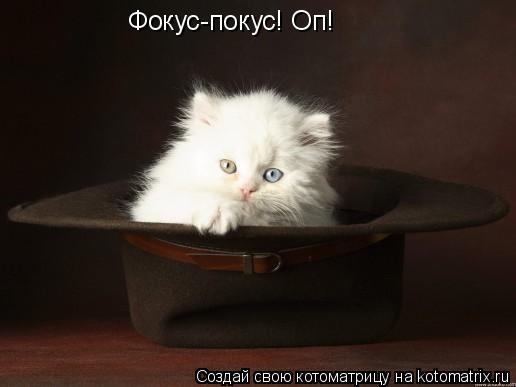 Котоматрица: Фокус-покус! Оп!