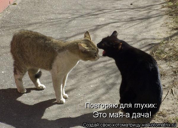 Котоматрица: Это мая-а дача! Повторяю для глухих: