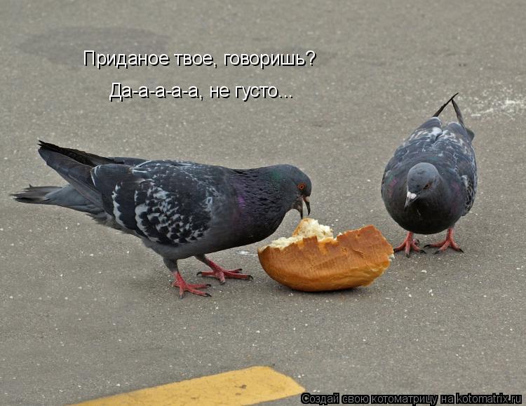 Котоматрица: Приданое твое, говоришь? Да-а-а-а-а, не густо...