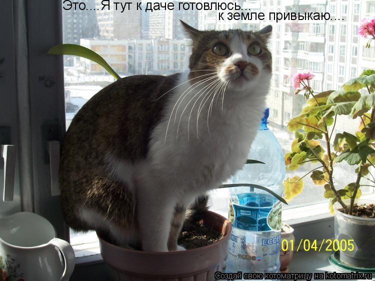 Котоматрица: Это....Я тут к даче готовлюсь... к земле привыкаю....
