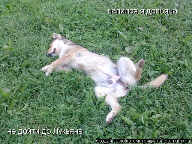 Котоматрица: напился я допьяна не дойти до Лукьяна