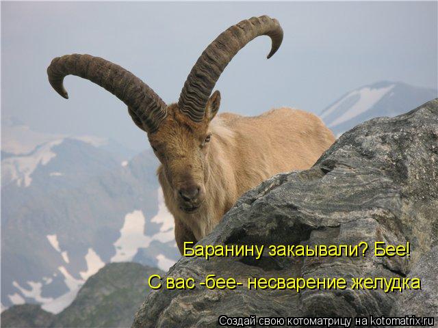 Котоматрица: Баранину закаывали? Бее! С вас -бее- несварение желудка
