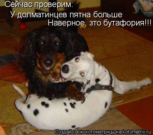 Котоматрица: Сейчас проверим: У долматинцев пятна больше Наверное, зто бутафория!!!