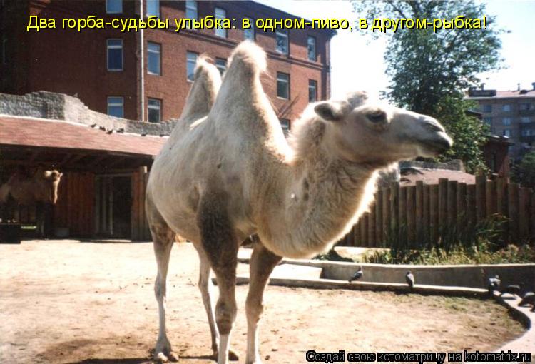 Котоматрица: Два горба-судьбы улыбка: в одном-пиво, в другом-рыбка!