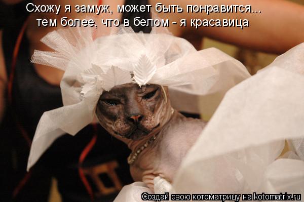 Котоматрица: тем более, что в белом - я красавица Схожу я замуж, может быть понравится...