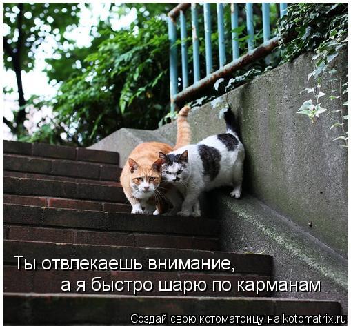 Котоматрица: Ты отвлекаешь внимание,  а я быстро шарю по карманам