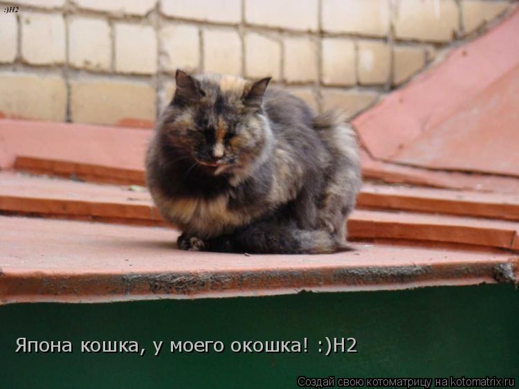 Котоматрица: Япона кошка, у моего окошка! :)Н2