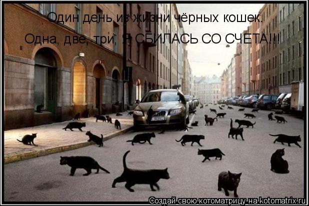 Котоматрица: Один день из жизни чёрных кошек. Одна, две, три, Я СБИЛАСЬ СО СЧЕТА!!!