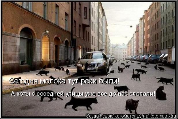 Котоматрица: Сегодня молока тут реки были! А коты с соседней улицы уже все до нас слопали!