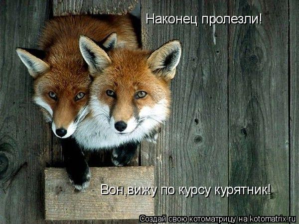 Котоматрица: Наконец пролезли! Вон,вижу по курсу курятник!
