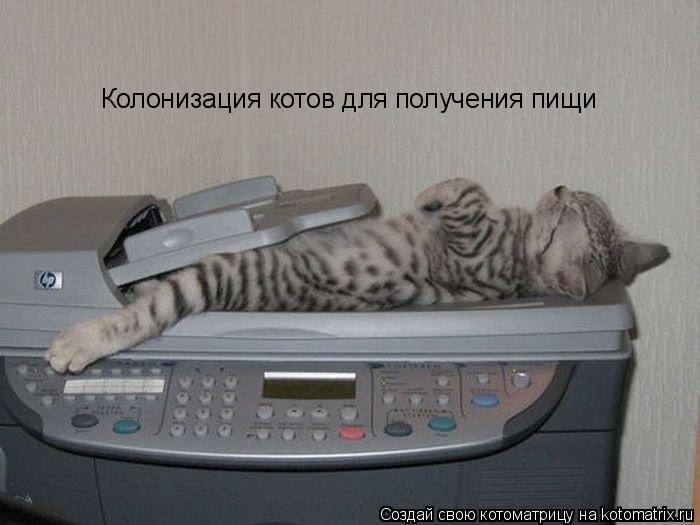 Котоматрица: Колонизация котов для получения пищи