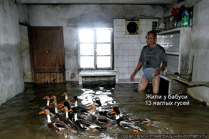 Жили у бабуси 13 наглых гусей... Котоматрица: Жили у бабуси 13 наглых гусей