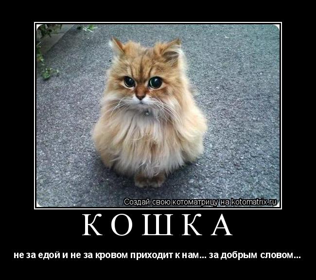 Котоматрица: Кошка не за едой и не за кровом приходит к нам... за добрым словом...