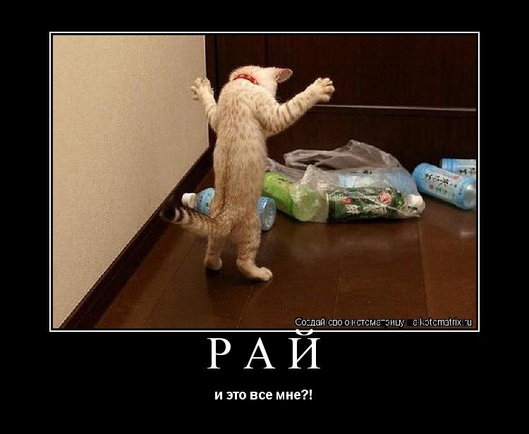 Котоматрица: Рай и это все мне?!