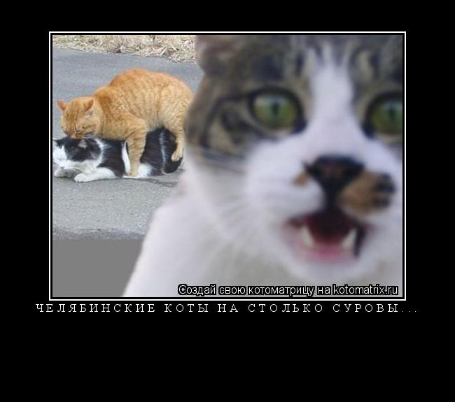 Котоматрица: Челябинские коты на столько суровы... 