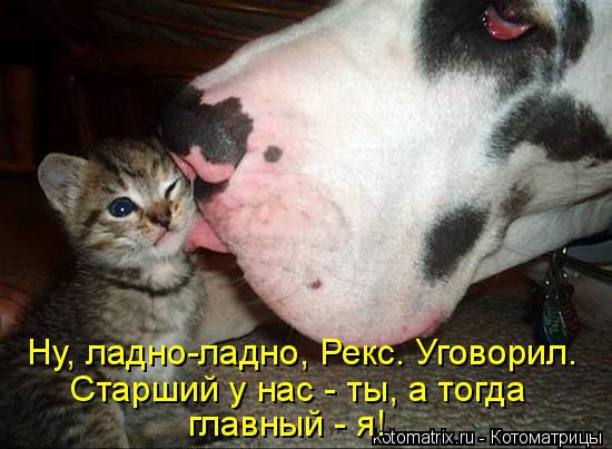 Ну, ладно-ладно, Рекс. Уговорил. Старший у нас - ты, а тогда главный - я!... Котоматрица: Ну, ладно-ладно, Рекс. Уговорил. Старший у нас - ты, а тогда главный - я!