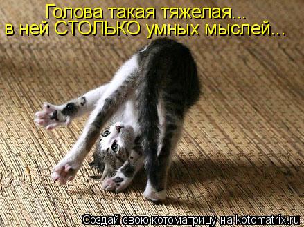 Котоматрица: Голова такая тяжелая... в ней СТОЛЬКО умных мыслей...