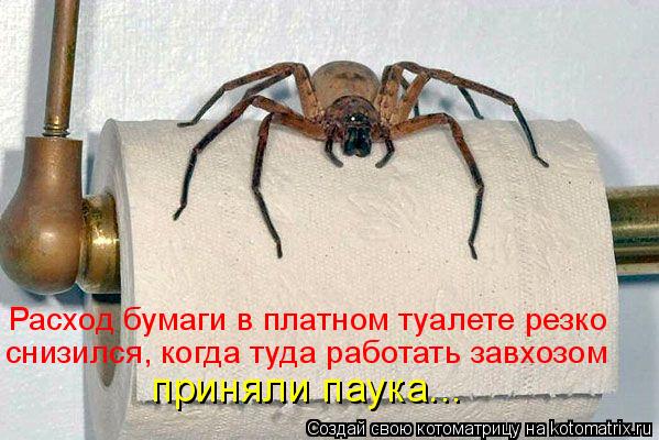 Котоматрица: Расход бумаги в платном туалете резко  снизился, когда туда работать завхозом  приняли паука...