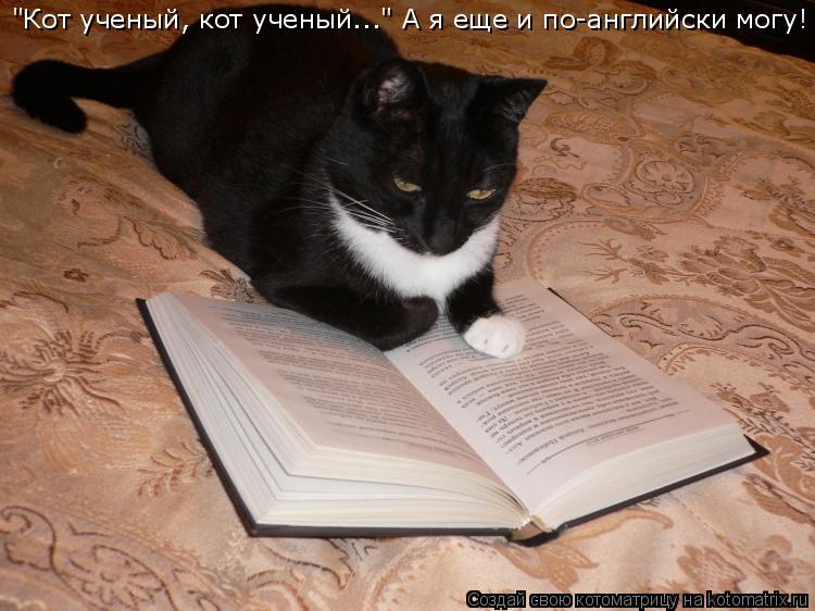 Котоматрица: "Кот ученый, кот ученый..." А я еще и по-английски могу!