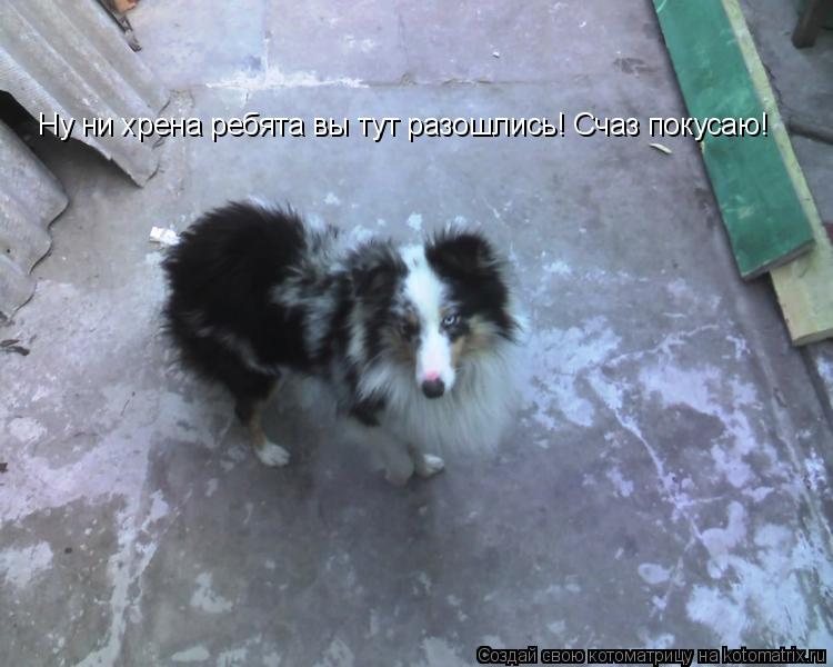 Котоматрица: Ну ни хрена ребята вы тут разошлись! Счаз покусаю!