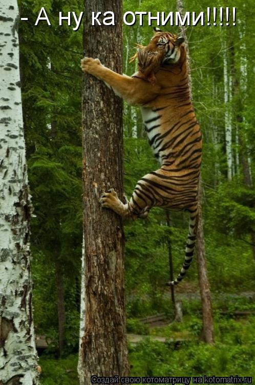 Котоматрица: - А ну ка отними!!!!!