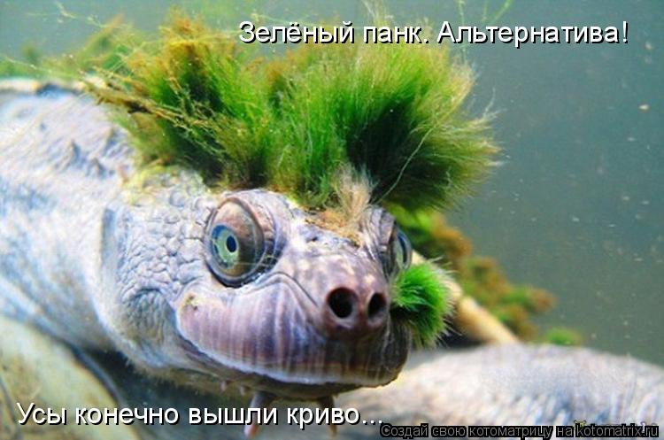 Зелёный панк. Альтернатива! Усы конечно вышли криво...... Котоматрица: Зелёный панк. Альтернатива! Усы конечно вышли криво...