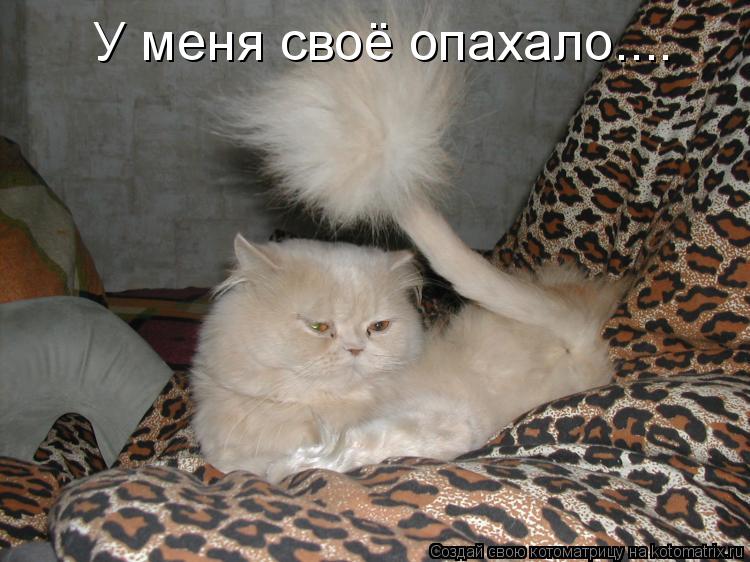 Котоматрица: У меня своё опахало....