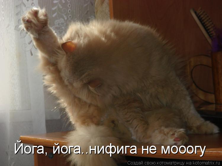 Котоматрица: Йога, йога..нифига не мооогу