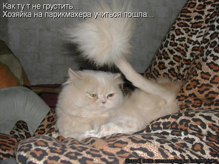 Котоматрица: Как ту т не грустить... Хозяйка на парикмахера учиться пошла...