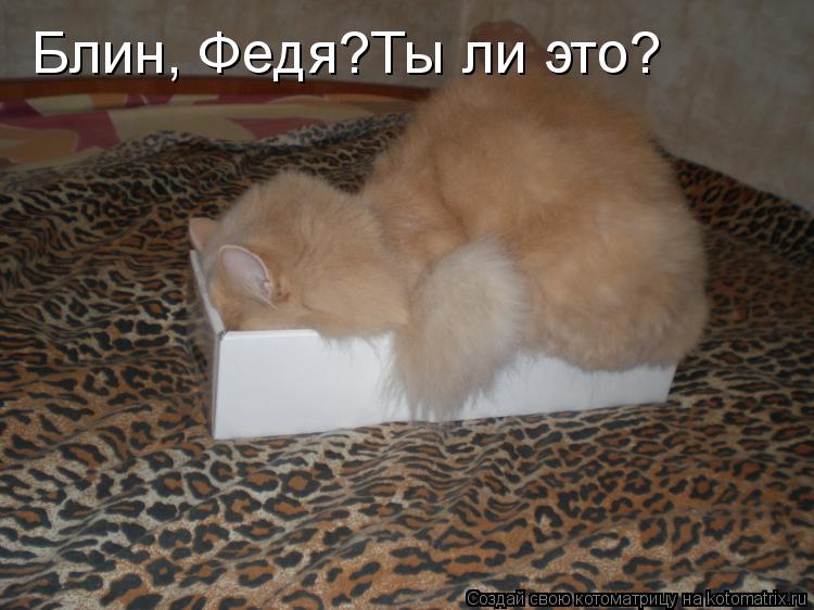 Котоматрица: Блин, Федя?Ты ли это?