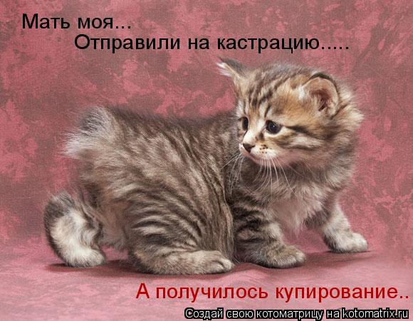 Котоматрица: Мать моя... Отправили на кастрацию..... А получилось купирование..