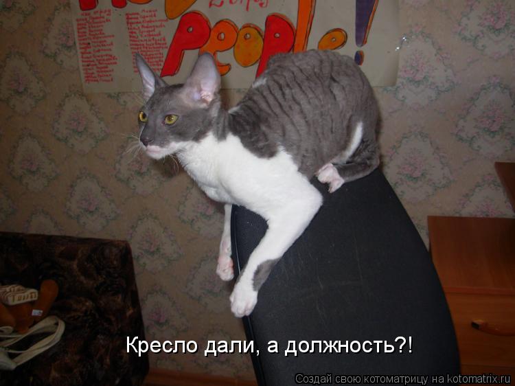 Кресло дали, а должность?!... Котоматрица: Кресло дали, а должность?!