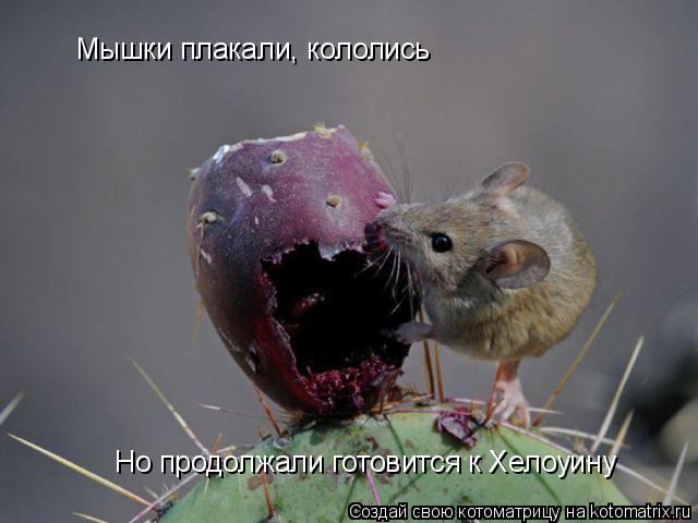 Котоматрица: Мышки плакали, кололись Но продолжали готовится к Хелоуину