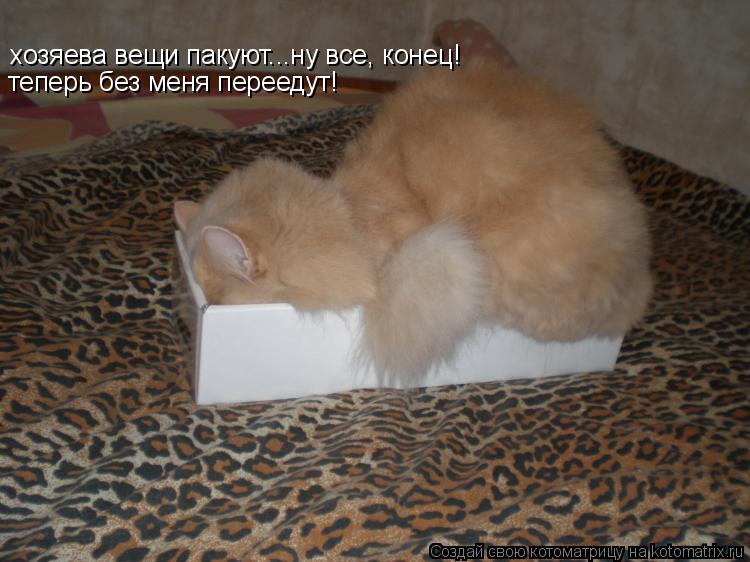 Котоматрица: хозяева вещи пакуют...ну все, конец! теперь без меня переедут!