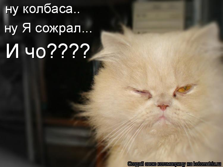 Котоматрица: ну колбаса.. ну Я сожрал... И чо????